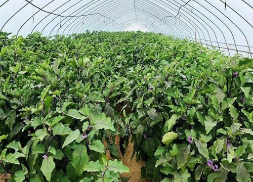 辣椒长势不明显如何解决