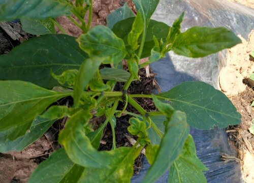 辣椒长势不明显如何解决