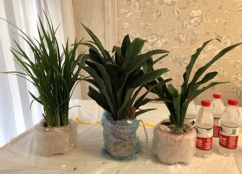 万年青开花是什么样子的