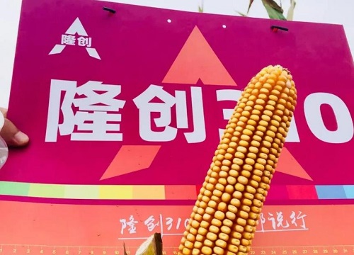 隆创310玉米种介绍