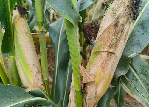 隆创310玉米种介绍