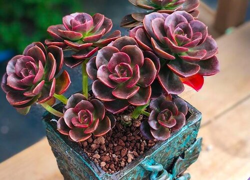 多肉老桩的杆子萎缩了