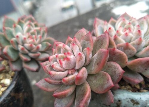 多肉老桩的杆子萎缩了