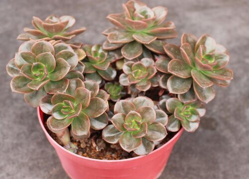 多肉老桩的杆子萎缩了