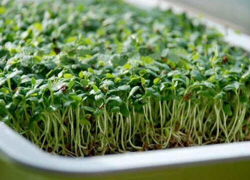 苜蓿草怎么发芽快