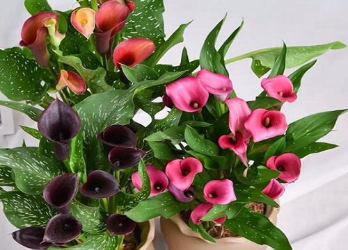 马蹄莲种球种下多久开花