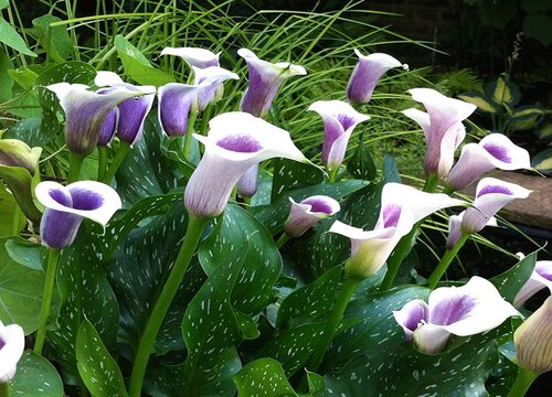 马蹄莲种球种下多久开花