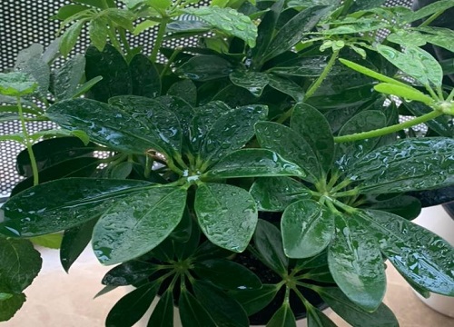 鸭掌木怎么养护叶子油绿发亮越长越旺