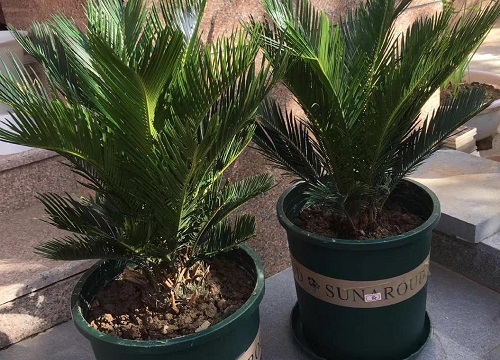 铁树在北方冬天怎么养护