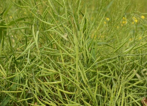 2023年油菜籽价格行情预测