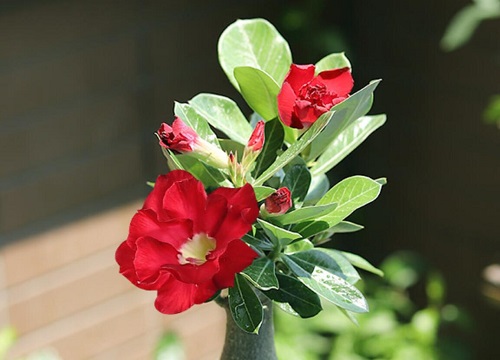 沙漠玫瑰开花后怎么养护开得多又长久