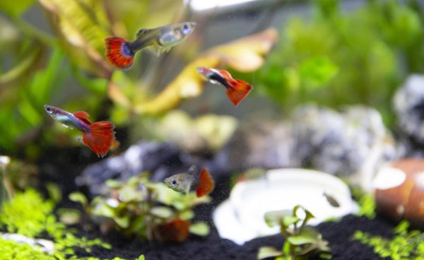 鱼身上长白毛用什么药