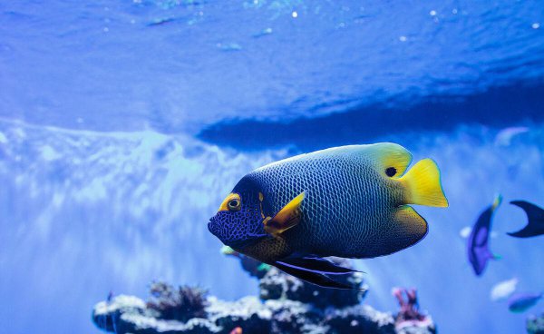 鱼身上长白毛用什么药