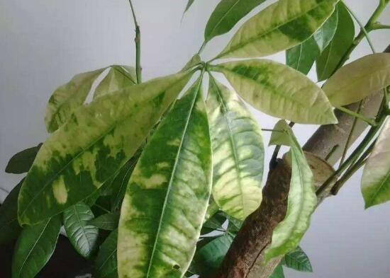 发财树黄斑点怎么处理