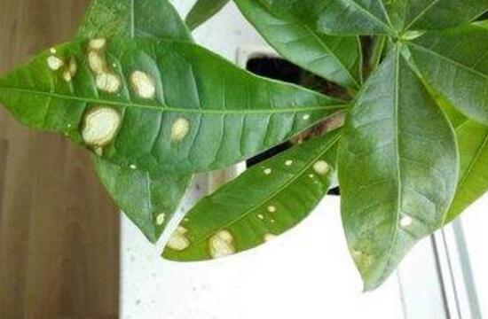 发财树黄斑点怎么处理