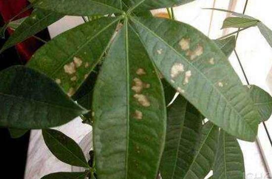 发财树黄斑点怎么处理