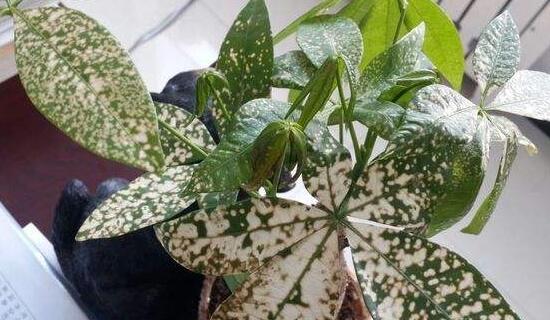 发财树黄斑点怎么处理