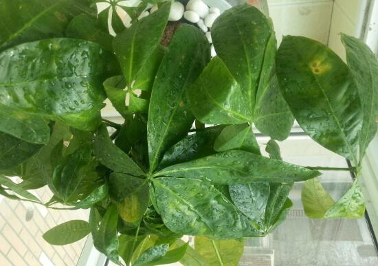 发财树黄斑点怎么处理