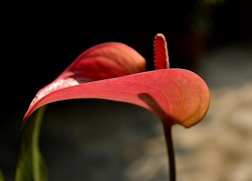 多菌灵可以浇红掌花吗