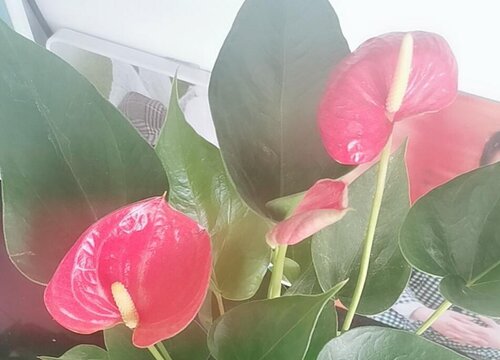 多菌灵可以浇红掌花吗