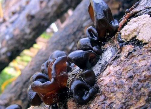 木耳种植成本和利润