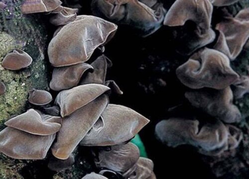 木耳种植成本和利润