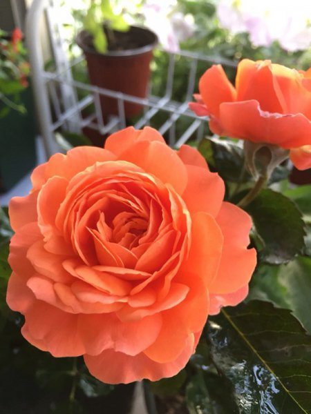 土星王阳台月季优缺点