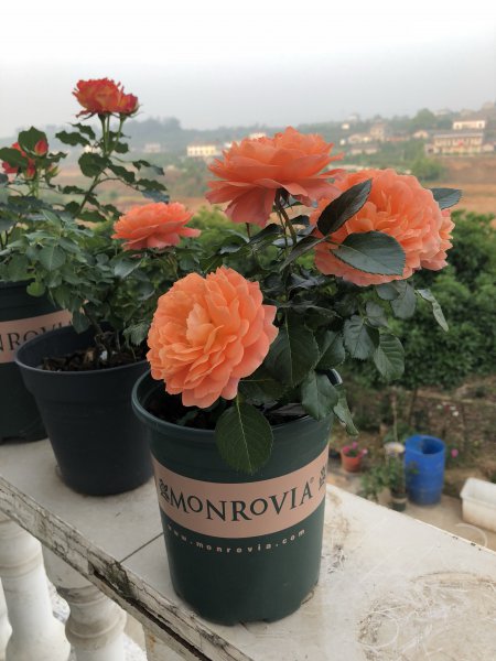 土星王阳台月季优缺点