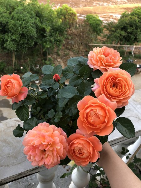 土星王阳台月季优缺点