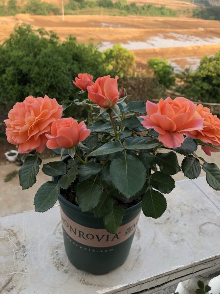 土星王阳台月季优缺点