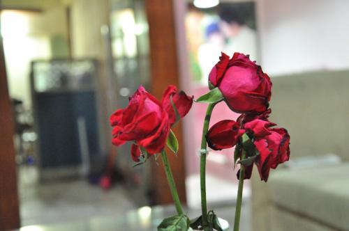 玫瑰插花瓶怎么养活得久一点