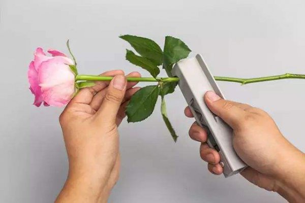 玫瑰插花瓶怎么养活得久一点