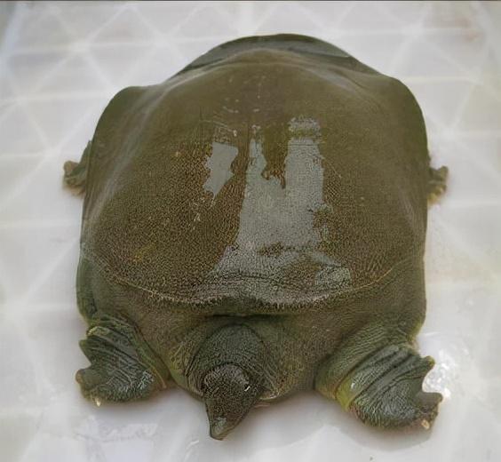 济南特产有哪些可带走