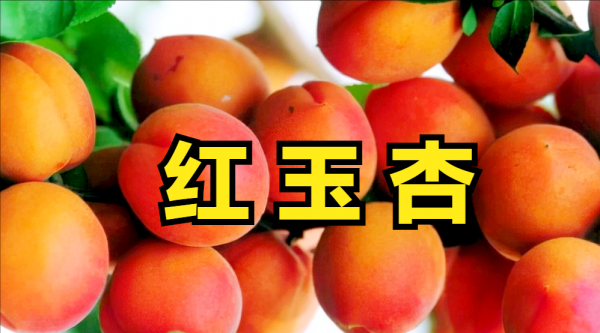 济南特产有哪些可带走