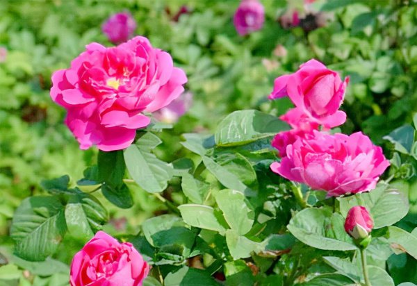 济南特产有哪些可带走