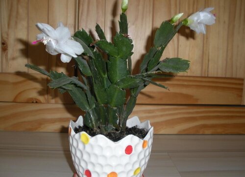 假昙花花期后如何养护叶片肥厚