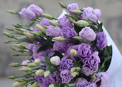 桔梗花的花语和寓意