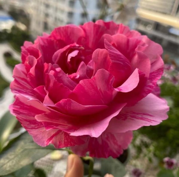 伊芙飞溅月季优缺点