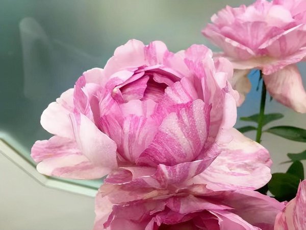 伊芙飞溅月季优缺点