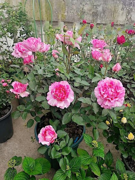 伊芙飞溅月季优缺点