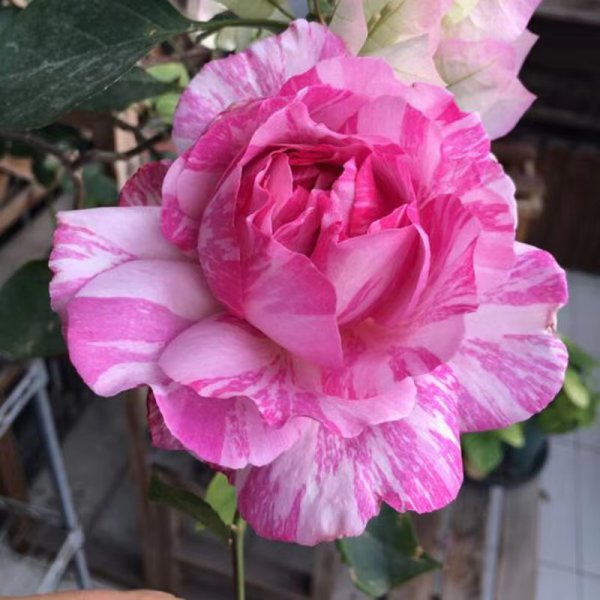 伊芙飞溅月季优缺点