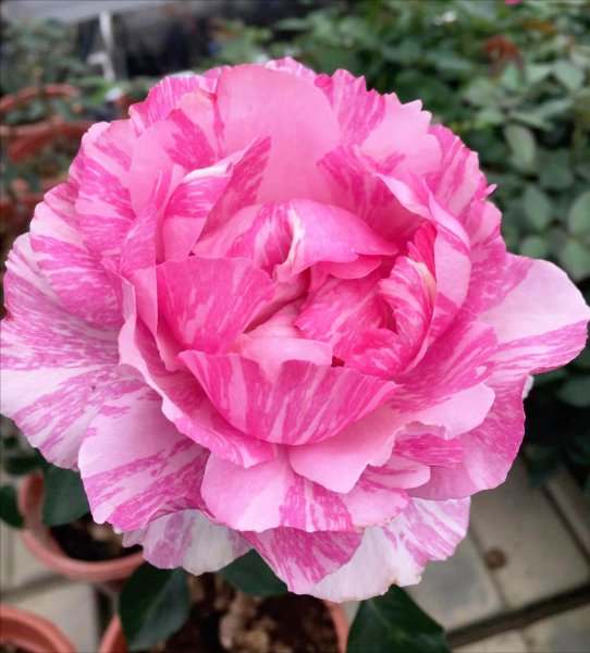 伊芙飞溅月季优缺点