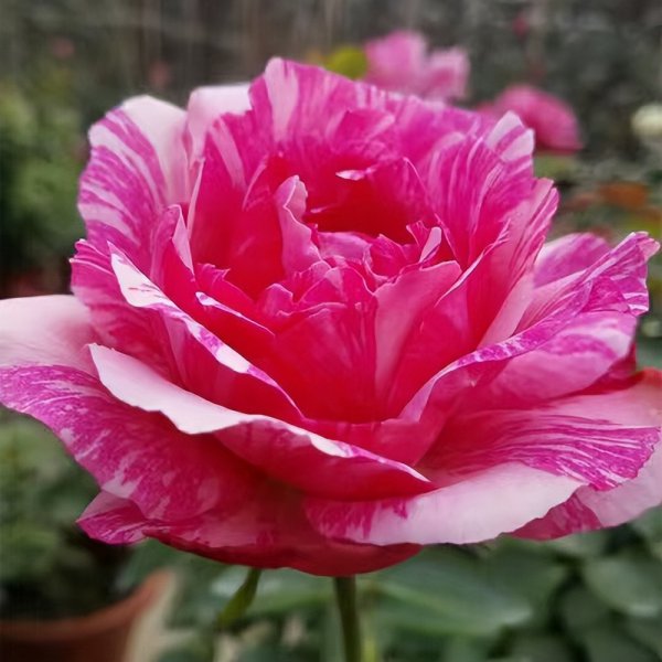 伊芙飞溅月季优缺点