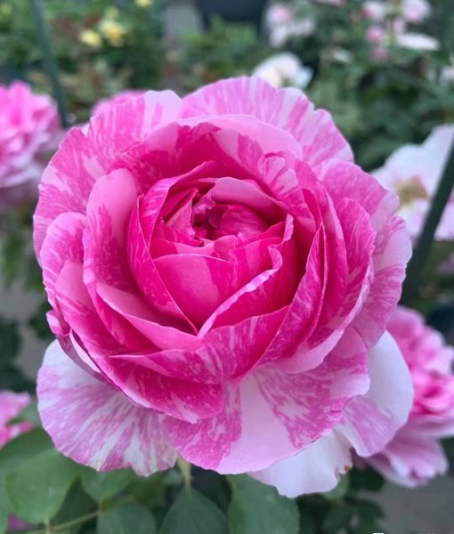 伊芙飞溅月季优缺点