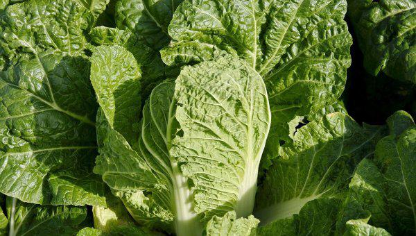 种植大白菜什么时候追肥