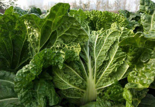 种植大白菜什么时候追肥