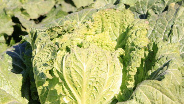 种植大白菜什么时候追肥