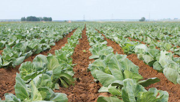 种植大白菜什么时候追肥