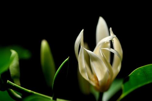 白兰花扦插生根最快方法