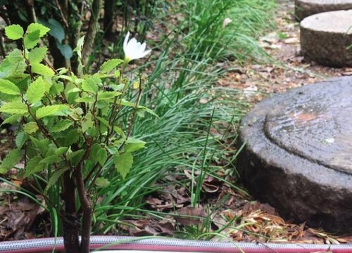 榉树什么时候移栽最好